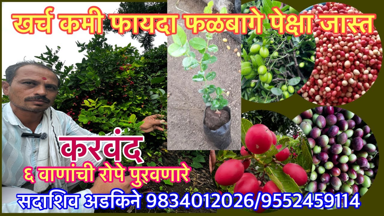 करवंदाचे ६ वाण रोपे विक्री करणारे सदाशिव अडकिने
