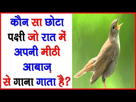 कौन सा छोटा पक्षी रात में अपनी मीठी आबाज़ से गाना गाता है | GK in Hindi | Interesting GK | GK | Rapid