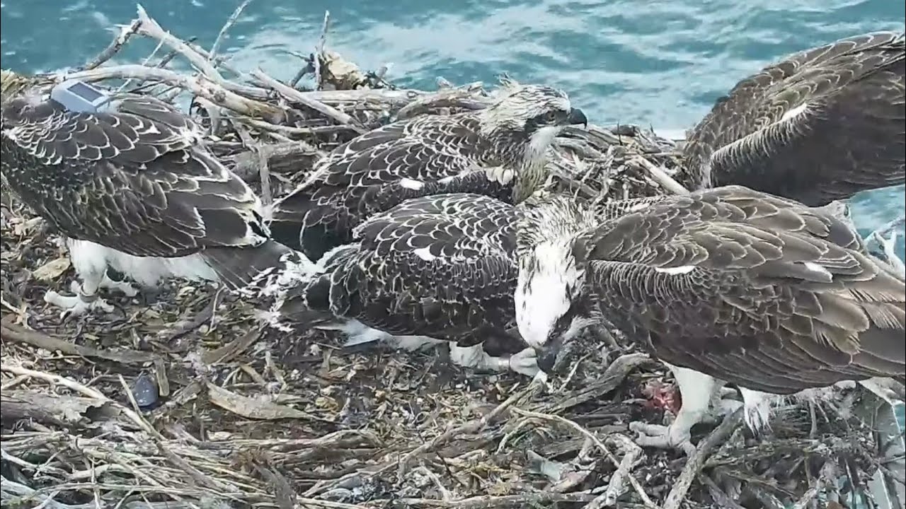 Port_Lincoln Osprey | Mom and Dad feeding babies after tracker install | 07.11.2021
