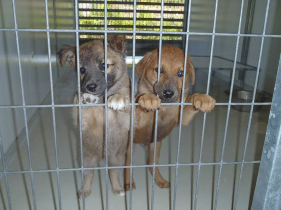 חיפה חיפה - גן עדן לכלבים