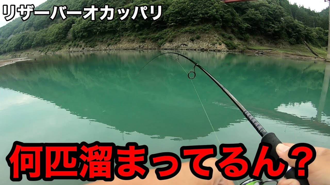 減水してるダムで溜まり場見つけたら無限に釣れた Youtube