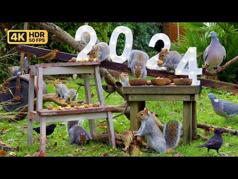 [NO ADS] Cat TV for Cats to Watch 😸 Birds & Squirrels New Year Celebration 🎆 Bird Videos & Cat Games