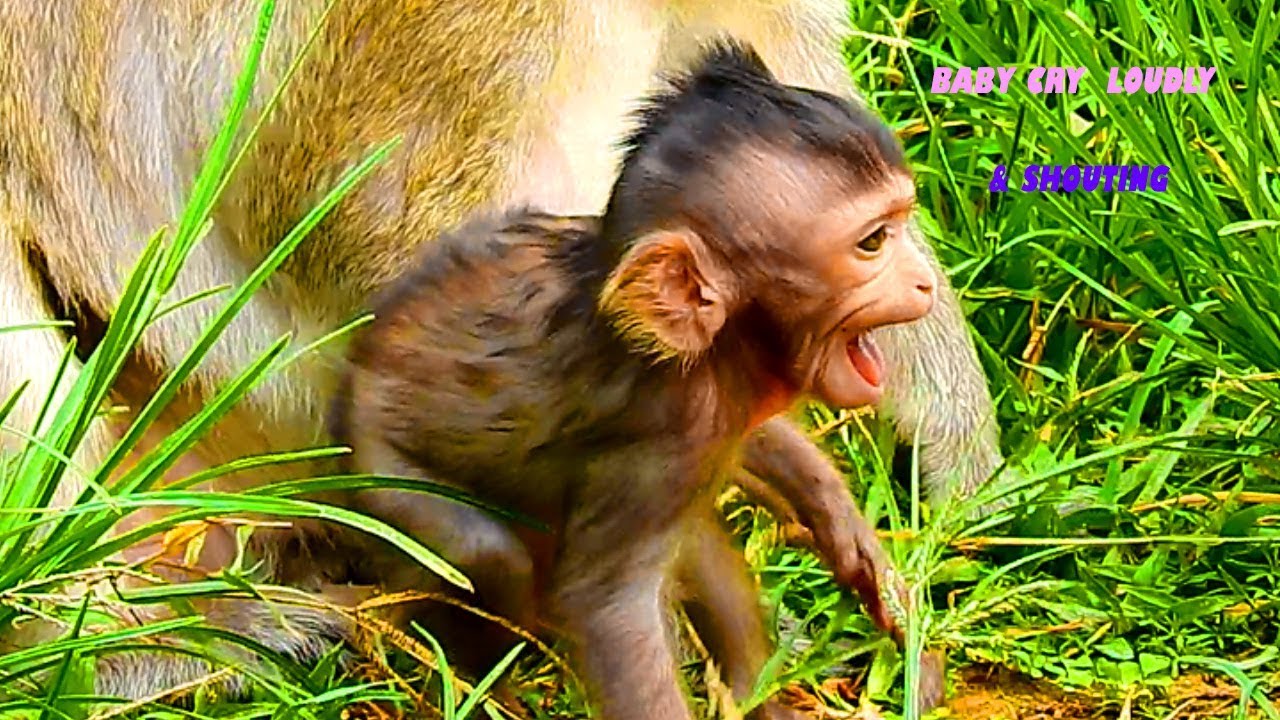 Baby Lizza Very Angry, Cry Loudly & Shouting Like This,What Is the Reason, So Strange