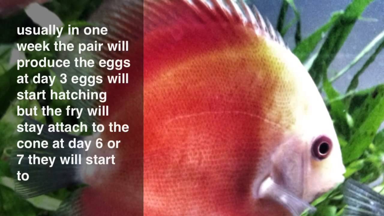 The Discus Fish Spawning process Step By Step YouTube