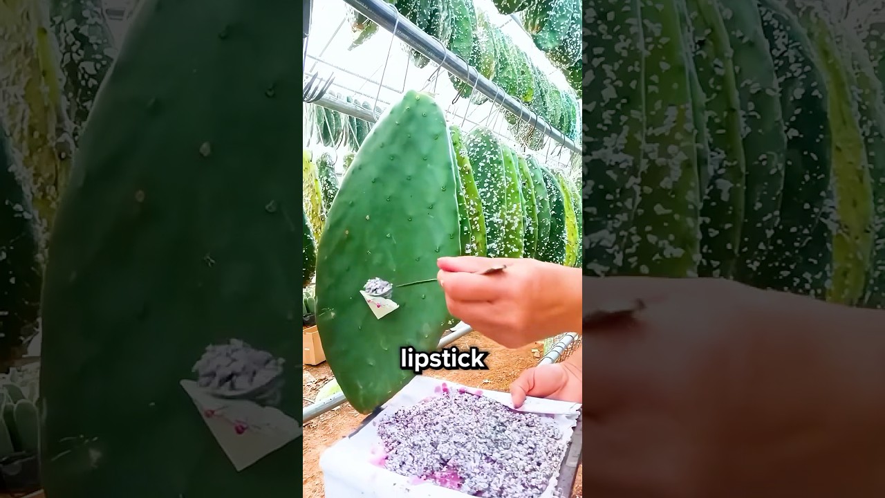 How Cactus Turns Into Natural Lipstick