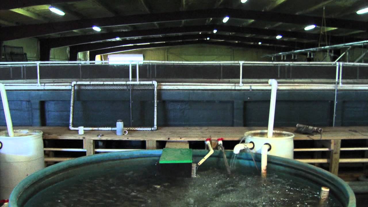 1 - Indoor Fish Production.mov