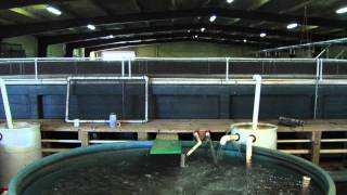 1 - Indoor Fish Production.mov