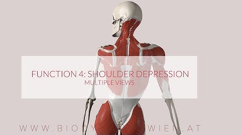 Latissimus Dorsi Functions Part 4: Shoulder Depression (3D ANIMATION)