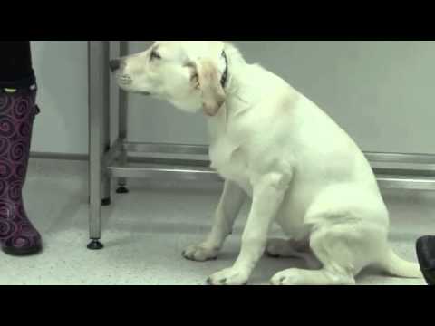 That Dog Ate 11 Foam Animals!