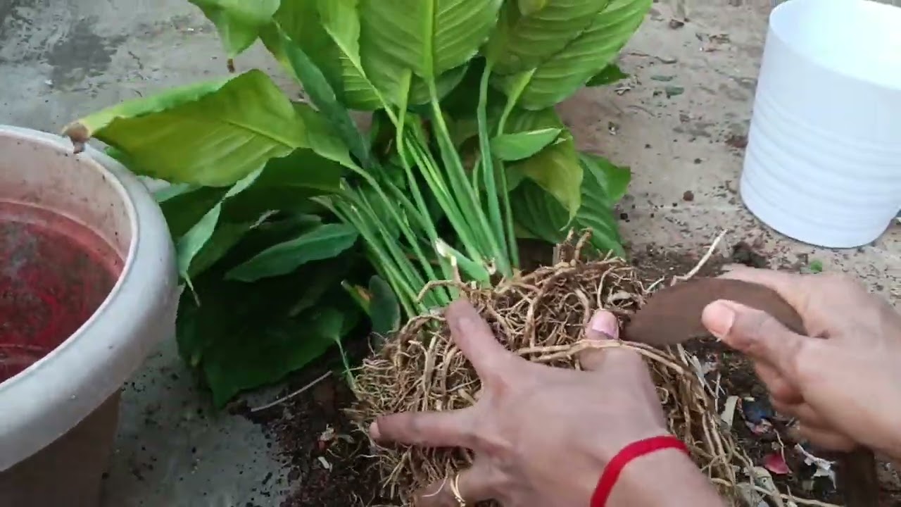 फरवरी मे जरूर करे ए काम( Repotting 🌿)#plants # gardening 🪴#ihavethisthingwithplants 
