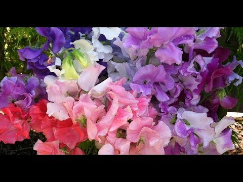 Video: Rastliny so zelenými kvetmi: Získajte informácie o pestovaní zelených kvetov