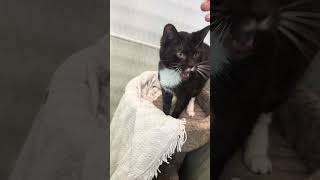 Another Nicky Video #cat #cats #catshorts #catvideos