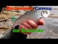 Весенний Синец на Волхове