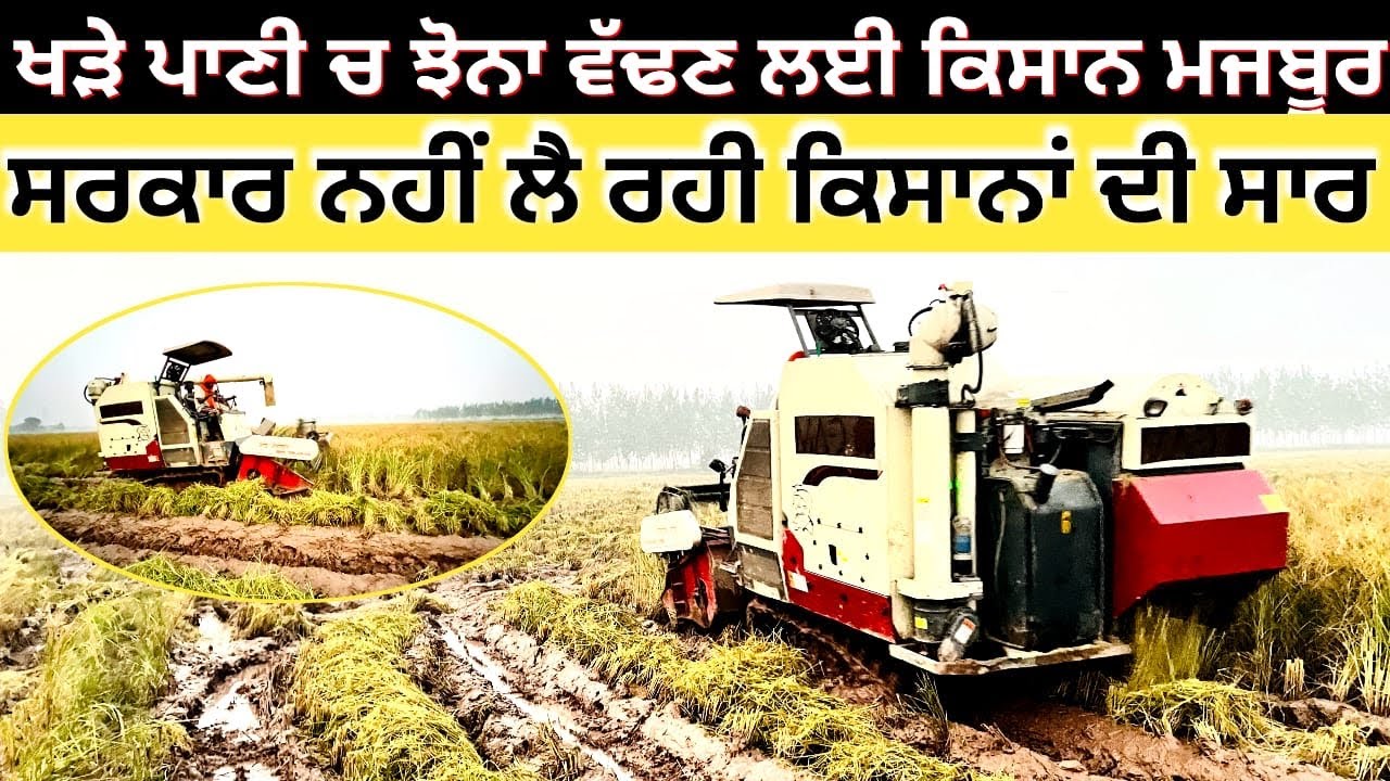 ਖੜੇ ਪਾਣੀ ਚ ਝੋਨਾ ਵੱਢਦੀ ਕੰਬਾਈਨ ਕਿਸਾਨਾਂ ਦੀ ਨਹੀਂ ਲੈ ਰਿਹਾ ਕੋਈ ਸਾਰ