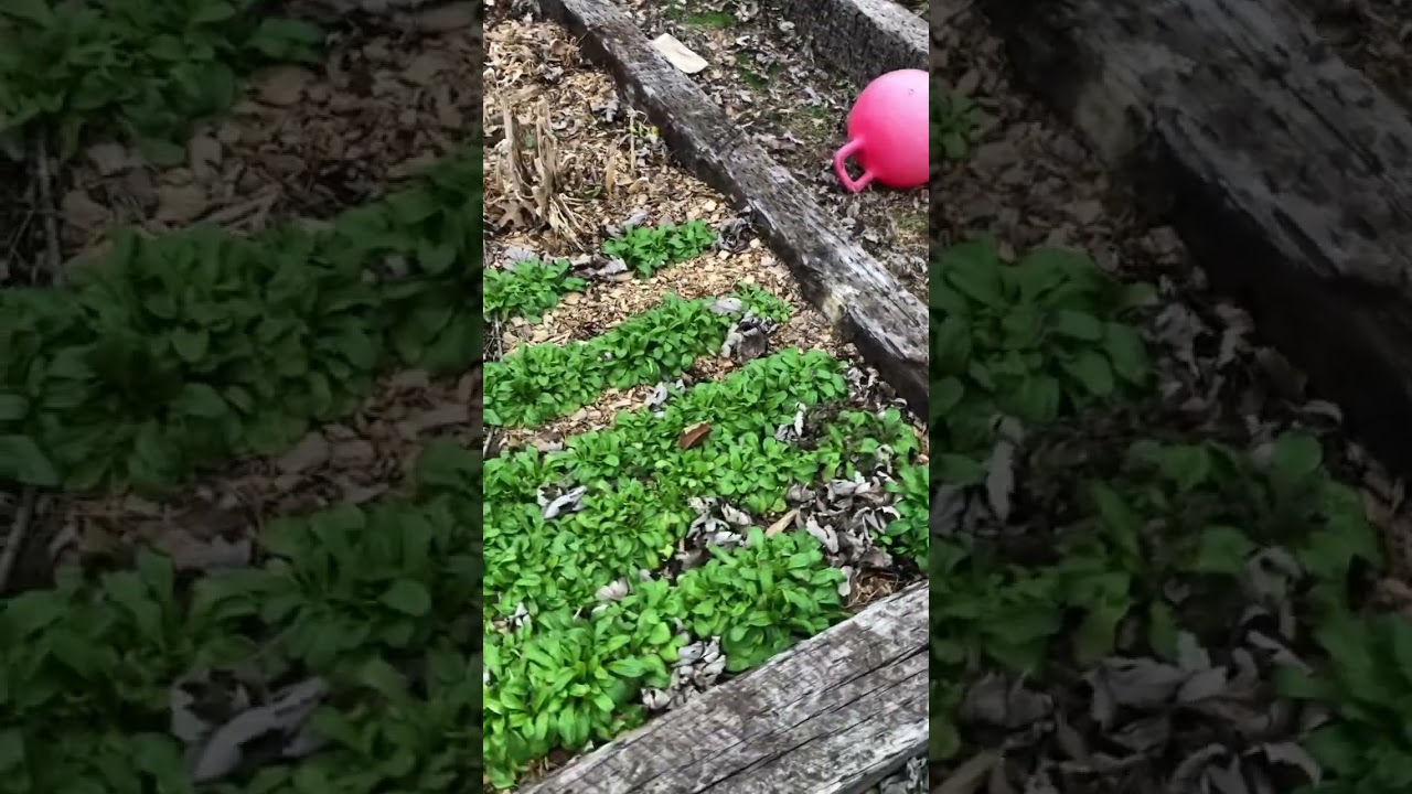 This plant survived -25F temps in zone 6b 2 weeks ago and it’s thriving Survival Garden