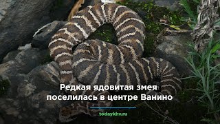 Редкая ядовитая змея поселилась в центре Ванино