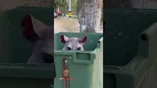 La 🐀 Mutante Part4 #Viral #Humor #Travieso #Funny