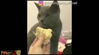 dubbing jawa kucing terbaru - video dubbing jawa official