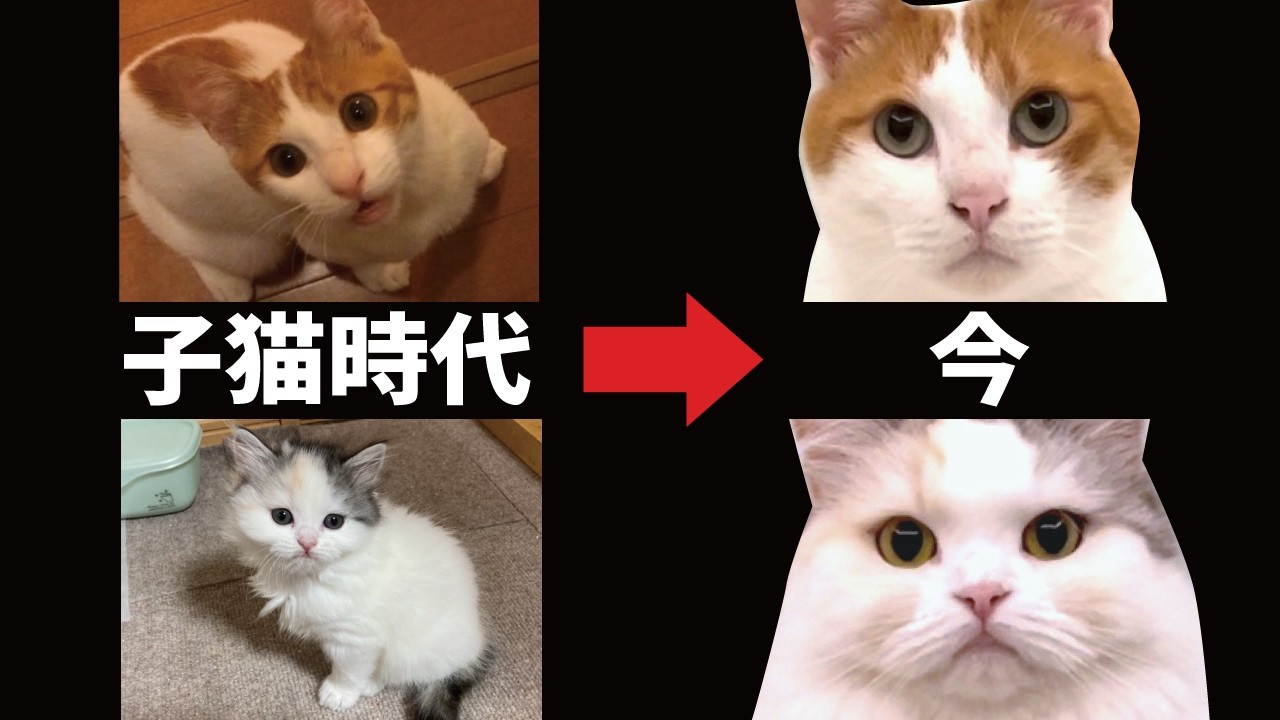 ねこページです(｡•ᴗ•｡) Growth Record] Those tiny kittens have grown up so much - YouTube