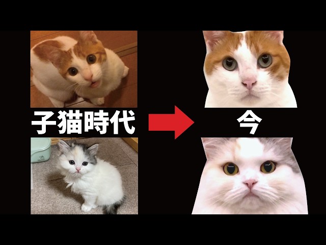 Growth Record] Those tiny kittens have grown up so much - YouTube