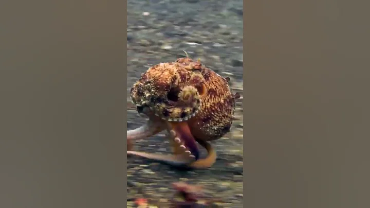 Have you ever seen an octopus running #shorts  #viral  #youtubeshorts