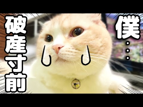 クマ猫と廃墟 Something precious to my cats and dogs is broken and I'm on