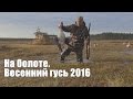 ОХОТА НА ГУСЕЙ 2016  На болоте. Карелия.