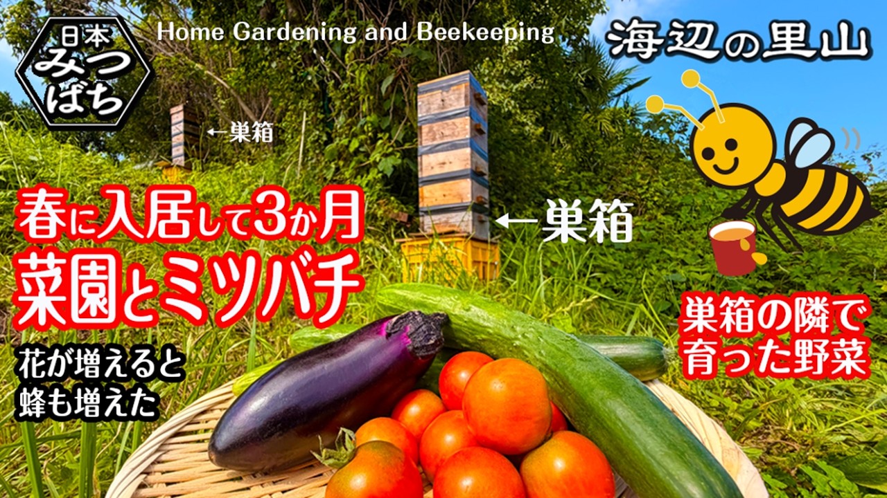 Country Life] Setting up a Japanese honeybee hive and starting a
