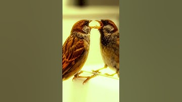 Bird vs Mirror Confusion | Funny Bird Reactions | Goofy Wildlife Shorts #birds #viral #shorts