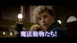 映画『ファンタスティック・ビーストと魔法使いの旅』TV-SPOT（トランク編）【HD】2016年11月23日公開