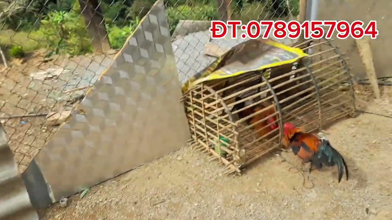 Gà rừng mồi tơ mini 2026 _nyiam hu rau nawb cov phooj ywg 