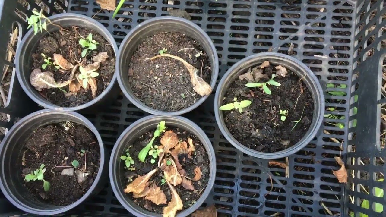 Примула Беларина после зимовки 