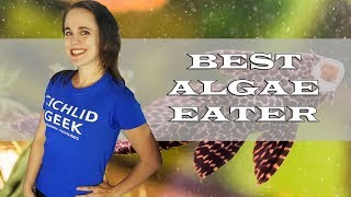 The Best Algae Eater For The African Cichlid Aquarium