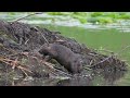 North American Beaver stuffs material on its lodge while a Canada Goose rests and preens on it