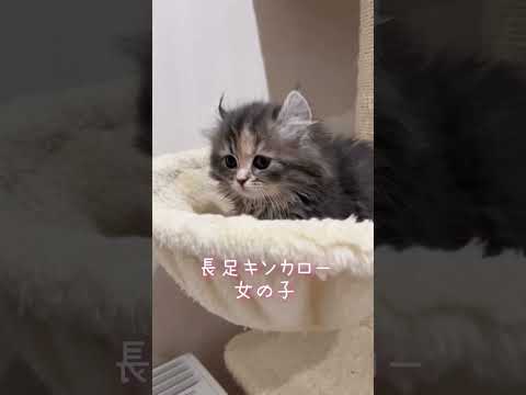 【今日もふ】キンカロー子猫♡DAY51【2022年12月28日】