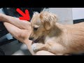 Cute dog riding in an awesome place.【Dachshund】