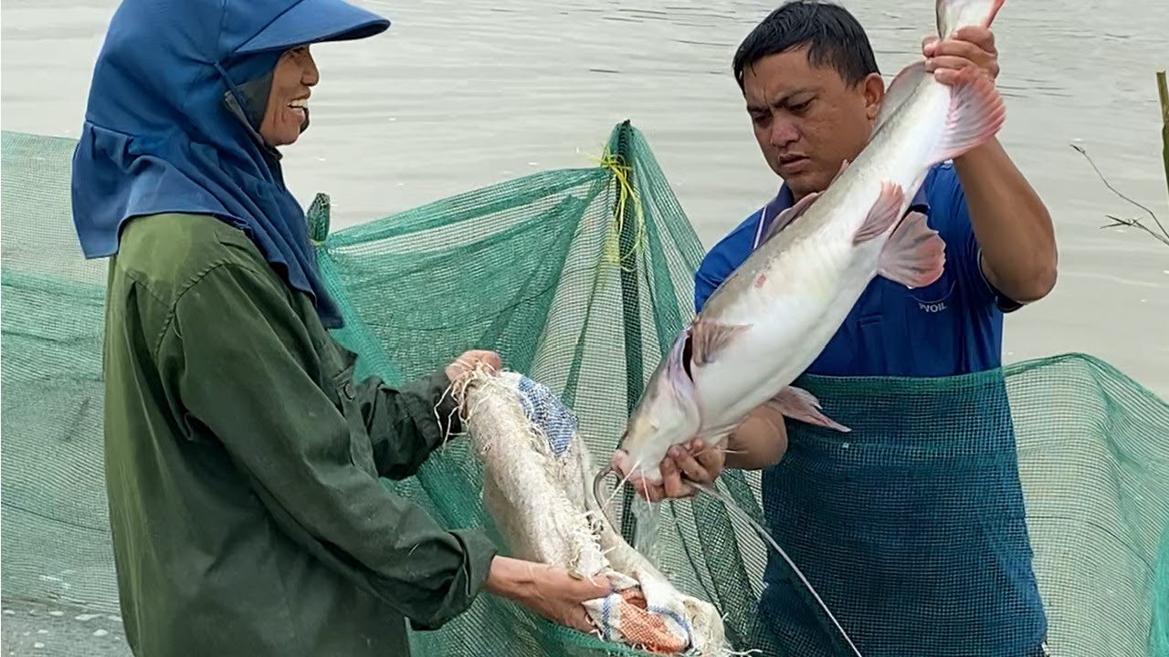 Thu hoạch cá trắm cỏ ở Ea Pal, Đak Lak cuối năm 2025 - Fish farm harvest in Ea Pal, Dak Lak.