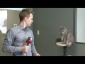 CBC reporter interrupted by cat