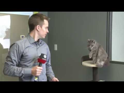 Video: Onko Grumpy Cat huumeissa?