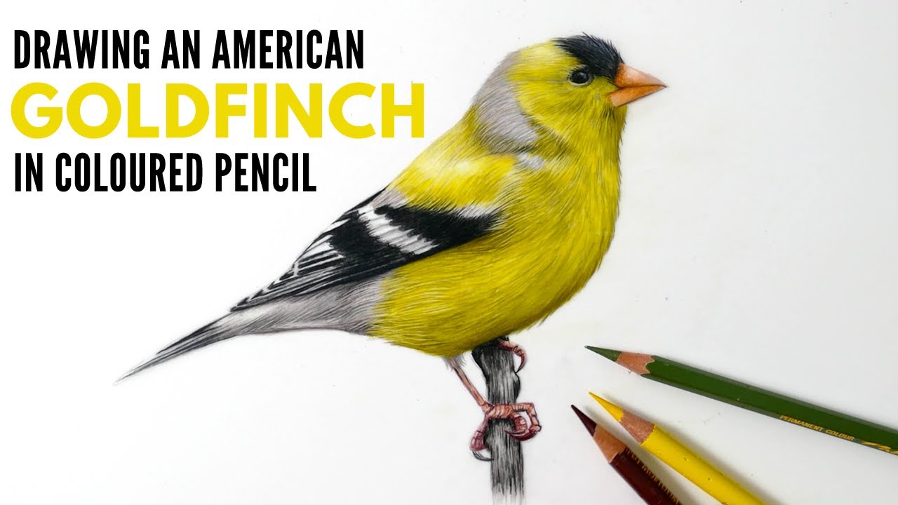 Timelapse Drawing an American Goldfinch in Colored Pencil Realistic