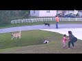 German shepherd saves sixyearold from being attacked by another dog