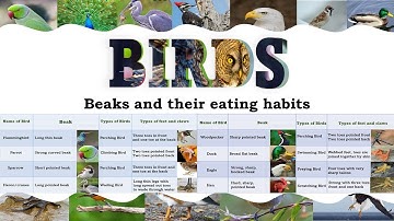 Birds - Beaks and their eating habits | birds (beak, feet, claws)