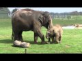 2 Week Old Asian Elephant Calf @ ZSL Whipsnade Zoo