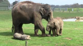 2 Week Old Asian Elephant Calf @ ZSL Whipsnade Zoo