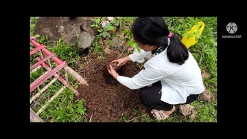 COMMUNITY IMMERSION ( NSTP ACTIVITY Group 2 )