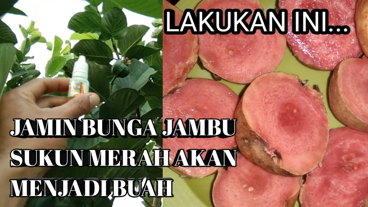 Tips Supaya Bunga Jambu Biji Sukun Merah Bisa Menjadi Putik dan Buah