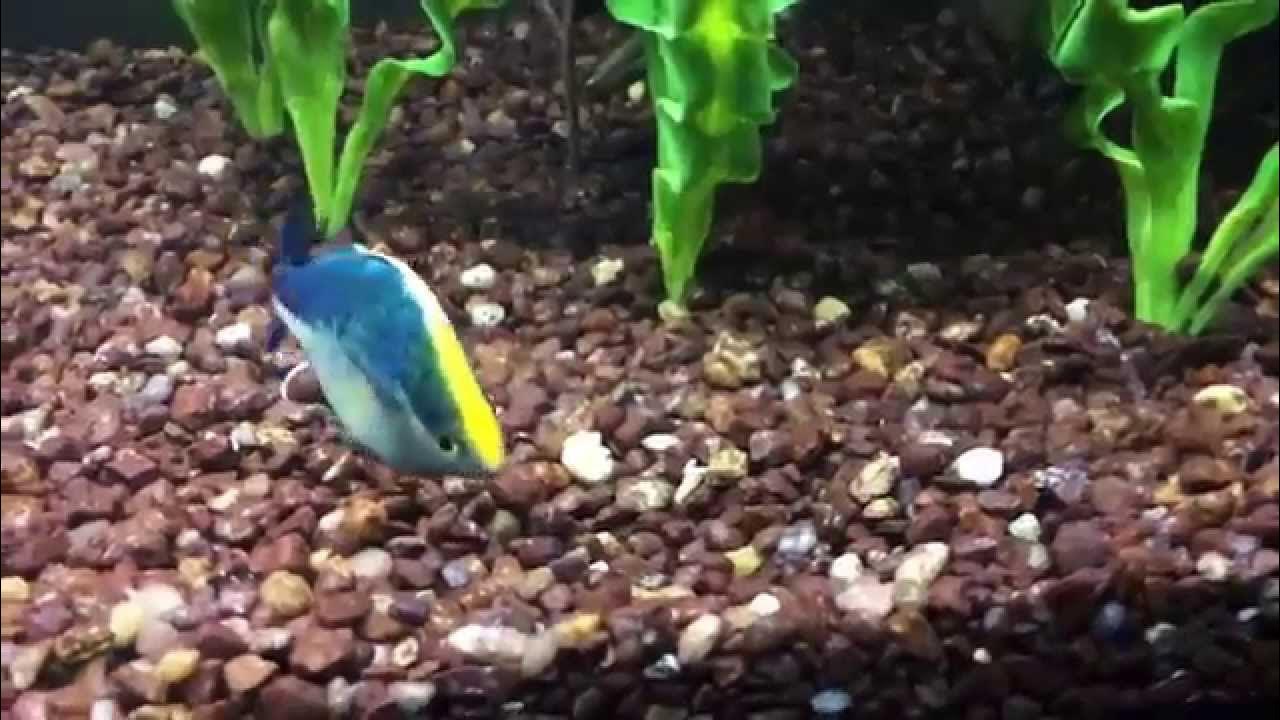 turquoise-rainbowfish-showing-out-youtube