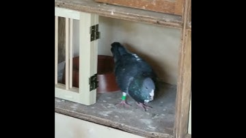 Young bird cock loving his new nest front.