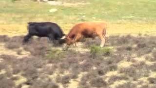 Guiller Del Folklore Ojitos S