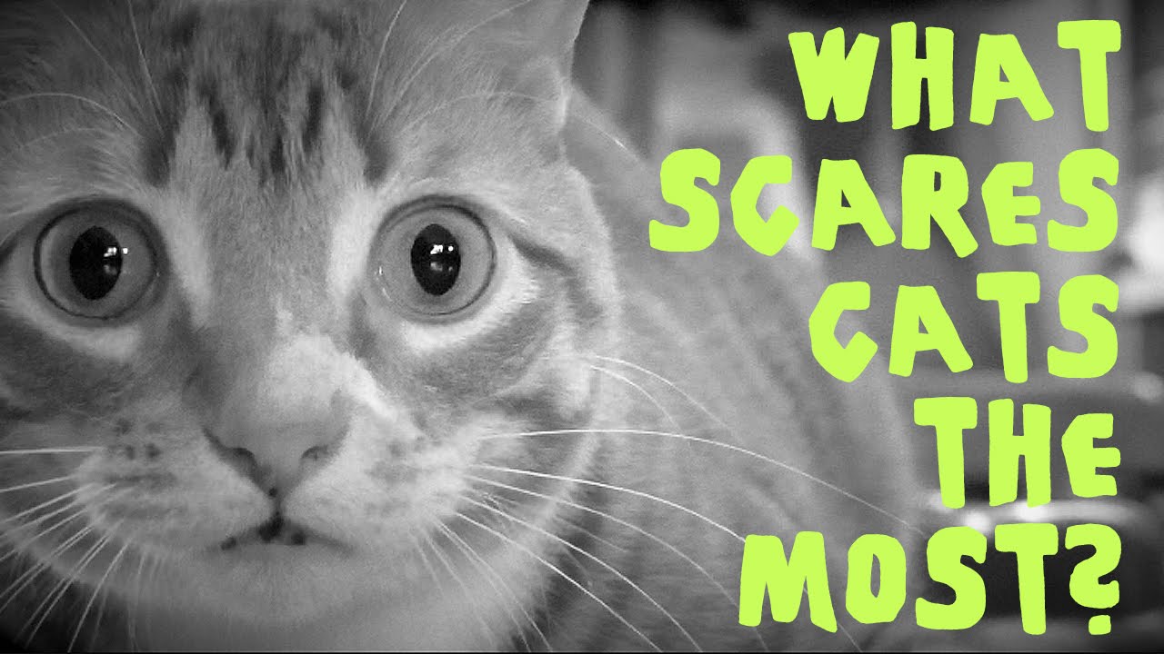 scary facts about cats